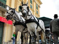 Carroça de cavalos Fiaker