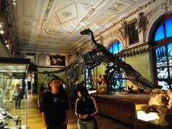 Museu de Historia Natural, dinossauros